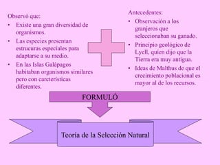 Observó que:
• Existe una gran diversidad de
organismos.
• Las especies presentan
estrucuras especiales para
adaptarse a su medio.
• En las Islas Galápagos
habitaban organismos similares
pero con carcterísticas
diferentes.
Antecedentes:
• Observación a los
granjeros que
seleccionaban su ganado.
• Principio geológico de
Lyell, quíen dijo que la
Tierra era muy antigua.
• Ideas de Malthus de que el
crecimiento poblacional es
mayor al de los recursos.
FORMULÓ
Teoría de la Selección Natural
 