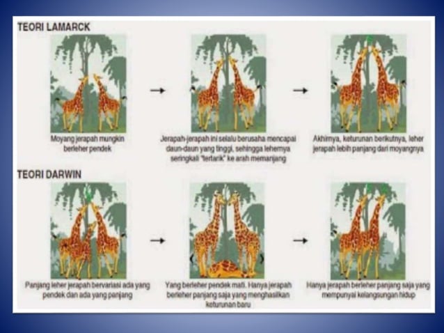 Teori Evolusi | PPTX