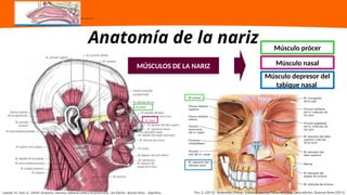 Musulo Procer teoria-01-anatomia-fisiologia-exploracion-de-nariz-y-senos-paranasales.pptx