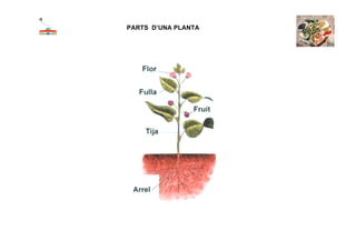 PARTS D’UNA PLANTA



 




 
 
 
 
