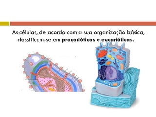 As células, de acordo com a sua organização básica,
classificam-se em procarióticas e eucarióticas.

 