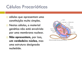 Células Procarióticas






células que apresentam uma
constituição muito simples.
Nestas células, o material
genético não está envolvido
por uma membrana nuclear.
Não apresentam, por isso,
um verdadeiro núcleo, mas
uma estrutura designada
nucleóide.

 
