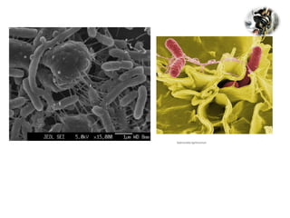 Salmonella typhimurium

 