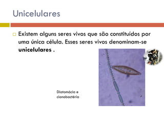 Unicelulares


Existem alguns seres vivos que são constituídos por
uma única célula. Esses seres vivos denominam-se
unicelulares .

Diatomácia e
cianobactéria

 