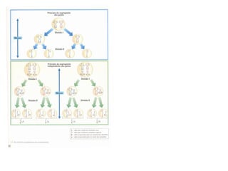 Teoria CromossóMica