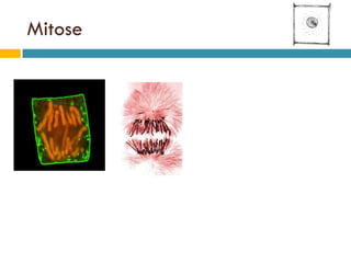Teoria CromossóMica