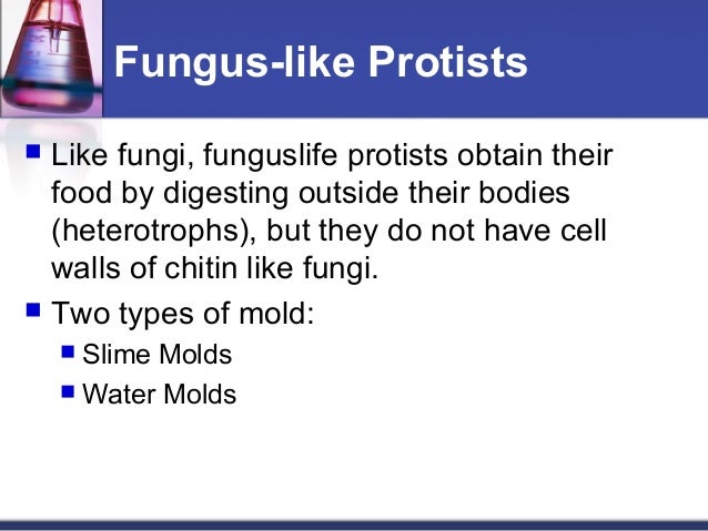 Teoria protists (1)