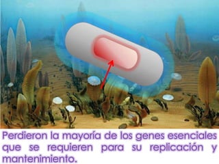 Perdieron la mayoría de los genes esenciales
que se requieren para su replicación y
mantenimiento.
 