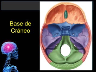 Base de
Cráneo
 
