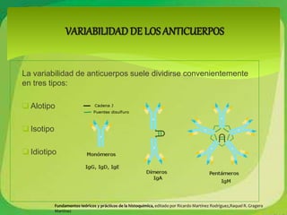 La variabilidad de anticuerpos suele dividirse convenientemente 
en tres tipos: 
 Alotipo 
 Isotipo 
 Idiotipo 
Fundamentos teóricos y prácticos de la histoquímica, editado por Ricardo Martínez Rodríguez,Raquel R. Gragera 
Martínez 
 