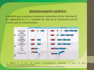 A medida que se produce el proceso madurativo de los linfocitos B, 
los segmentos V, D y J cambian de sitio en el cromosoma de tal 
manera que se colocan juntos. 
J. Molina, A. P. (s.f.). 04 Genética inmunoglobulinas. Recuperado el Enero de 2014, de 
http://www.uco.es/grupos/inmunologia-molecular/ 
inmunologia/tema04/etexto04.htm#3_Reordenamiento_g%C3%A9nico 
 