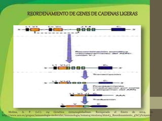 J. Molina, A. P. (s.f.). 04 Genética inmunoglobulinas. Recuperado el Enero de 2014, de 
http://www.uco.es/grupos/inmunologia-molecular/inmunologia/tema04/etexto04.htm#3_Reordenamiento_g%C3%A9nico 
 