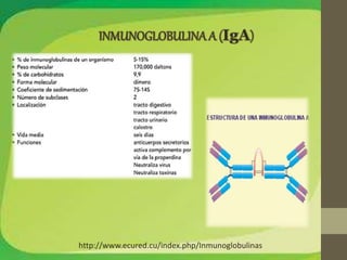 http://www.ecured.cu/index.php/Inmunoglobulinas 
 