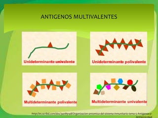 ANTIGENOS MULTIVALENTES 
http://es.scribd.com/doc/34089148/Organizacion-antomica-del-sistema-inmunitario-tema-5-Antigenos-y- 
Antigenicidad 
 