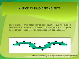 ANTIGENO TIMO-DEPENDIENTE 
Los antígenos timo-dependientes son aquellos que no pueden 
estimular directamente la producción de anticuerpos sin la ayuda 
de las células T. Las proteínas son antígenos T-dependientes. 
http://www.microbiologybook.org/Spanish-immuno/imm-chapter3.htm 
 