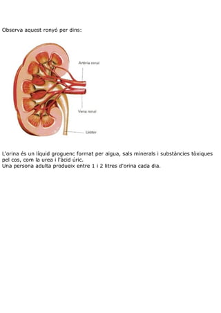 Teoria aparell excretor