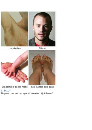 Teoria aparell excretor