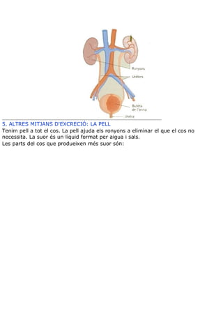 Teoria aparell excretor