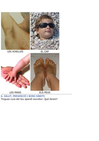 Teoria aparell excretor