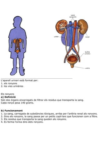 Teoria aparell excretor