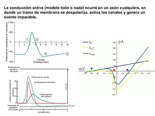 La conducción activa (modelo todo o nada) ocurre en un axón cualquiera, en donde un tramo de membrana se despolariza, activa los canales y genera un evento imparable. 