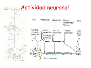 Actividad neuronal 