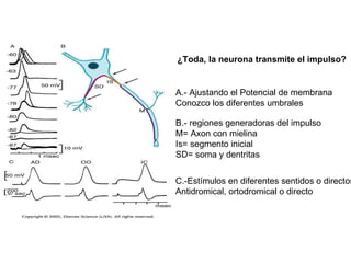 ¿Toda, la neurona transmite el impulso? A.- Ajustando el Potencial de membrana Conozco los diferentes umbrales B.- regiones generadoras del impulso M= Axon con mielina Is= segmento inicial SD= soma y dentritas C.-Estímulos en diferentes sentidos o directos Antidromical, ortodromical o directo 