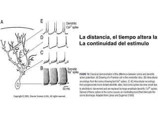 La distancia, el tiempo altera la La continuidad del estimulo 