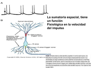 La sumatoria espacial, tiene un función Fisiológica en la velocidad del impulso 