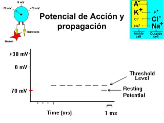 Potencial de Acción y propagación 