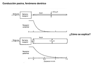 Conducción pasiva, fenómeno dentrico ¿Cómo se explica? 