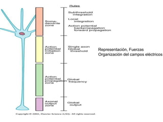 Representación, Fuerzas  Organización del campos eléctricos 