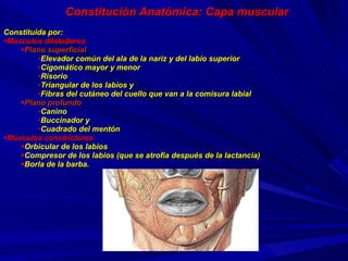 Constitución Anatómica: Capa muscular Constituida por:   Músculos dilatadores Plano superficial Elevador común del ala de la nariz y del labio superior Cigomático mayor y menor Risorio Triangular de los labios y Fibras del cutáneo del cuello que van a la comisura labial Plano profundo Canino Buccinador y Cuadrado del mentón Músculos constrictores Orbicular de los labios Compresor de los labios (que se atrofia después de la lactancia)  Borla de la barba.   