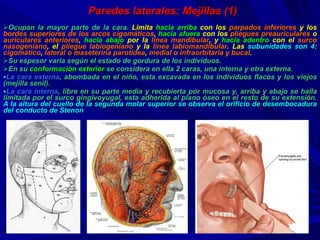 Paredes laterales: Mejillas (1) Ocupan  la mayor parte de la cara.   L imita  hacia arriba  con los  parpados inferiores  y los  bordes superiores de los arcos cigomáticos ,  hacia afuera  con los  pliegues preauriculares  o  auriculares anteriores ,  hacia abajo  por la  línea mandibular , y  hacia adentro  con el  surco nasogeniano , el  pliegue labiogeniano  y la  línea labiomandibular . Las  subunidades son 4 :  cigomático ,  lateral o maseterina parotídea ,  medial o infraorbitaria y bucal . Su espesor varia según el estado de gordura de los individuos. En su  conformación exterior  se considera en ella  2  caras, una interna y otra externa. La cara externa , abombada en el niño, esta excavada en los individuos flacos y los viejos (mejilla senil). La cara interna , libre en su parte media y recubierta por mucosa y, arriba y abajo se halla limitada por el surco gingivoyugal, esta adherida al plano óseo en el resto de su extensión.  A la altura del cuello de la segunda molar superior se observa el orificio de desembocadura del conducto de Stenon 