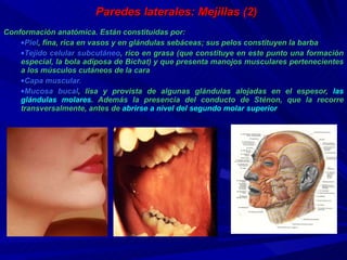 Paredes laterales: Mejillas (2) Conformación anatómica. Están constituidas por: Piel , fina, rica en vasos y en glándulas sebáceas; sus pelos constituyen la barba T ejido celular subcutáneo , rico en grasa (que constituye en este punto una formación especial, la bola adiposa de Bichat) y que presenta manojos musculares pertenecientes a los músculos cutáneos de la cara Capa muscular. Mucosa bucal , lisa y provista de algunas glándulas alojadas en el espesor,  las glándulas molares . Además la presencia del conducto de Sténon, que la recorre transversalmente, antes de  abrirse a nivel del segundo molar superior  