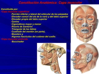 Constitución Anatómica: Capa muscular Constituida por:   Capa muscular superficial Porción inferior y lateral del orbicular de los párpados Elevador común del ala de la nariz y del labio superior Elevador propio del labio superior Canino Cigomáticos mayor y menor Risorio de Santorini Triangular de los labios Cuadrado del mentón (en parte), Masetero y Algunos fascículos del cutáneo del cuello.  Capa muscular profunda Buccinador 