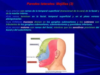 Paredes laterales: Mejillas (3) Las arterias  son  ramas de la temporal superficial  (transversal de la cara) de  la facial  y de  la maxilar interna . Las venas  terminan  en la facial ,  temporal superficial  y  en el plexo  venoso  pterigomaxilar .  Los linfáticos   mucosos  drenan en  los ganglios submaxilares  y los  cutáneos  son tributarios de  los ganglios submaxilares, submentonianos y  parotídeos  inferiores . Los nervios   motores  son  ramas del facial , mientras que los  sensitivos  provienen  del bucal y del suborbitario . 
