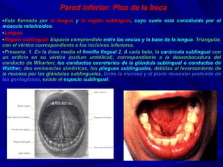 Pared inferior: Piso de la boca Esta formada por  la lengua  y  la región sublingual ,  cuyo suelo está constituido por el músculo milohioideo . Lengua. Región sublingual:  Espacio comprendido  entre las encías y la base de la lengua . Triangular, con el vértice correspondiente a los incisivos inferiores. Presenta: 1. En la línea media el  frenillo lingual  2. A cada lado, la  carúncula sublingual  con un orificio en su vértice (ostium umbilical), correspondiente a la desembocadura del conducto de Wharton;  los conductos excretorios de la glándula sublingual o conductos de Walther ; dos eminencias simétricas, los  pliegues sublinguales , debidas al levantamiento de la mucosa por las glándulas sublinguales.  Entre la mucosa y el plano muscular profundo de los genioglosos , existe el  espacio sublingual. 