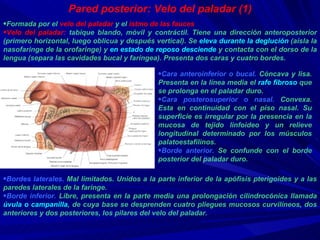 Pared posterior: Velo del paladar (1) Formada por el  velo del paladar  y el  istmo de las fauces Velo del paladar:  tabique blando, móvil y contráctil. Tiene una dirección anteroposterior (primero horizontal, luego oblicua y después vertical). Se  eleva durante la deglución  (aísla la nasofaringe de la orofaringe) y  en estado de reposo desciende  y contacta con el dorso de la lengua (separa las cavidades bucal y faríngea). Presenta dos caras y cuatro bordes. Cara anteroinferior o bucal.  Cóncava y lisa. Presenta en la línea media el  rafe fibroso  que se prolonga en el paladar duro. Cara posterosuperior o nasal.  Convexa. Esta en continuidad con el piso nasal. Su superficie es irregular por la presencia en la mucosa de tejido linfoideo y un relieve longitudinal determinado por los músculos palatoestafilinos. Borde anterior.  Se confunde con el borde posterior del paladar duro. Bordes laterales.  Mal limitados. Unidos a la parte inferior de la apófisis pterigoides y a las paredes laterales de la faringe. Borde inferior.  Libre, presenta en la parte media una prolongación cilindrocónica llamada  úvula o campanilla , de cuya base se desprenden cuatro pliegues mucosos curvilíneos, dos anteriores y dos posteriores, los pilares del velo del paladar.  