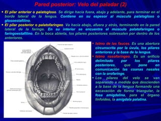 El pilar anterior o palatogloso .  Se dirige hacia fuera, abajo y adelante, para terminar en el borde lateral de la lengua.  Contiene en su espesor al músculo palatogloso o glosoestafilino . El pilar posterior o palatofaringeo .  Va hacia abajo, afuera y atrás, terminando en la pared lateral de la faringe.  En su interior se encuentra el músculo palatofaringeo o faringoestafilino . En la boca abierta, los pilares posteriores sobresalen por dentro de los anteriores. Pared posterior: Velo del paladar (2) Istmo de las fauces .  Es una abertura  circunscrita por la úvula, los pilares anteriores y la base de la lengua . Istmo nasofaríngeo .  Es un orificio  delimitado por los pilares posteriores , que  pone en comunicación las coanas nasales con la orofaringe .  Los pilares del velo se van separando a medida que descienden a la base de la lengua formando una excavación de forma triangular, la  fosa amigdalina , para el órgano linfoideo, la  amígdala palatina . 