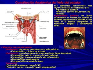 Músculos del velo del paladar Intrínsecos:  que nacen y terminan en el velo palatino. Palatostafilino o ácigos de la úvula Extrínsecos : cuando origen o terminación tienen lugar fuera de el. Periestafilino externo o tensor del velo palatino  Periestafilino interno o elevador del velo palatino  Glosostafilino o palatogloso  Faringostafilino o palatofaríngeo Inervación:   Periestafilino externo: ramo del V3 Todos los demas: ramos del nervio neumoespinal  Constitución Anatómica del Velo del paladar Los elementos estructurales mas importantes están constituidos por: Aponeurosis palatina Músculos del velo del paladar (10) Mucosa Aponeurosis palatina : de forma cuadrilátera, se inserta por delante en el borde posterior de la bóveda y a los lados en la apófisis pterigoides, es resistente, delgada y fuertemente tensa. 