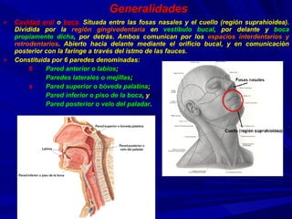 Generalidades Cavidad oral   o   boca .  Situada entre las fosas nasales y el cuello (región suprahioidea). Dividida por la  región gingivodentaria  en  vestíbulo bucal , por delante y  boca propiamente dicha , por detrás. Ambos comunican por los  espacios interdentarios y retrodentarios . Abierto hacia delante mediante el orificio bucal, y en comunicación posterior con la faringe a través del istmo de las fauces. Constituida por 6 paredes denominadas: Pared anterior o labios ; Paredes laterales o mejillas ;  Pared superior o bóveda palatina ; Pared inferior o piso de la boca , y Pared posterior o velo del paladar . 
