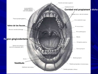 Vestibulo Cavidad oral propiament e dicha Re gion gingivodentaria Istmo de las fauces 