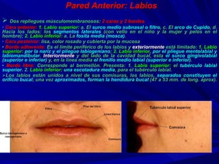 Pared Anterior: Labios Dos  repliegues músculomembranosos:  2  caras y  2  bordes. Cara anterior:   1. Labio superior :   a. El  surco medio subnasal o filtro ,  c. El  arco  de Cupido ,  d. Hacia  los lados : los  segmentos laterales  (con vello en el niño y la mujer y pelos en el hombre);  2. Labio inferior :   a. La  fosita media (mosca) . Cara posterior:  lisa, color rosado y cubierta por la mucosa Borde adherente:   Es  el limite periférico de los labios y  exteriormente  está limitado:  1. Labio superior :  por la nariz y el pliegue labiogeniano ;  2. Labio inferior ,  por el pliegue mentolabial y labiomandibular .  Interiormente  y del lado de la cavidad bucal, esta  el surco gingivolabial (superior e inferior)  y, en la línea media  el frenillo medio labial (superior e inferior) .  Borde libre:  Corresponde a l bermellón. Presenta: 1.  Labio superior:  el   tubérculo labial superior . 2 .  Labio inferior :   una escotadura media , para el tubérculo labial . Los labios están unidos a nivel de sus comisuras, los labios,  separados constituyen el orificio bucal ; una vez  aproximados, forman la hendidura bucal  (47 a 53 mm. de long. aprox).  