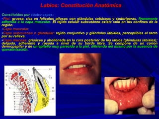 Labios: Constitución Anatómica Constituidos por  cuatro capas: Piel:   gruesa, rica en folículos pilosos con glándulas sebáceas y sudoríparas,   firmemente adherida a la capa muscular .  El tejido celular subcutáneo existe solo en los confines de la región. Capa muscular.  Capa submucosa o glandular:   tejido conjuntivo y glándulas labiales, perceptibles al tacto por su relieve. Capa mucosa:   grisácea y abollonada en la cara posterior de los labios  (glándulas labiales) ; delgada, adherente y rosada a nivel de su borde libre. Se compone de un corion dermopapilar y de   un epitelio muy parecido a  la piel , difiriendo del mismo por la ausencia de queratinización.   
