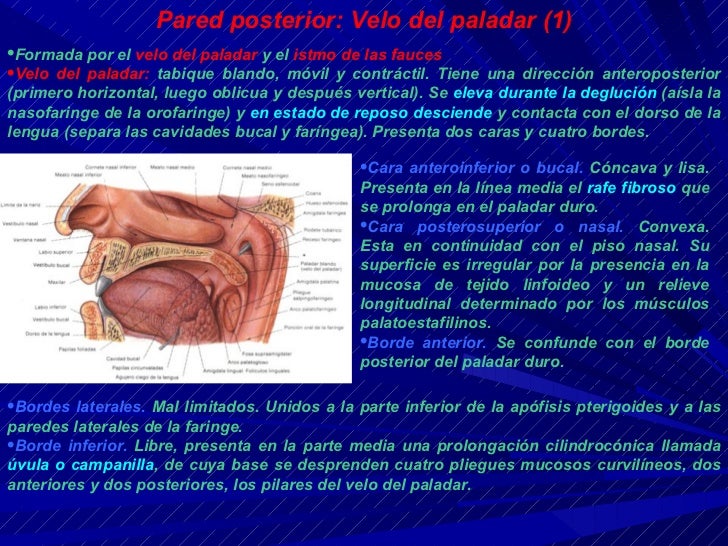 ANATOMIA DE LA CAVIDAD ORAL