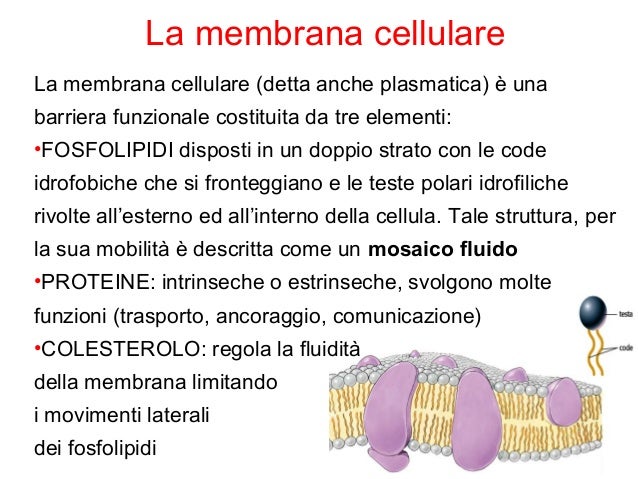 La Membrana Cellulare Animale Contiene Oltre Ai Fosfolipidi Schemi biologia 3
