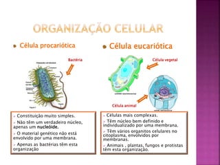  Constituição muito simples.
 Não têm um verdadeiro núcleo,
apenas um nucleóide.
 O material genético não está
envolvido por uma membrana.
 Apenas as bactérias têm esta
organização
Célula procariótica Célula eucariótica
Bactéria Célula vegetal
Célula animal
 Células mais complexas.
 Têm núcleo bem definido e
individualizado por uma membrana.
 Têm vários organitos celulares no
citoplasma, envolvidos por
membranas.
 Animais , plantas, fungos e protistas
têm esta organização.
 