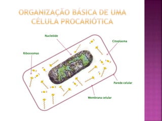 Nucleóide
Ribossomas
Membrana celular
Citoplasma
Parede celular
 