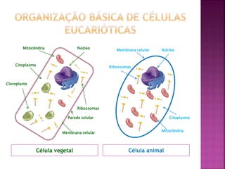 Célula vegetal Célula animal
Mitocôndria
Citoplasma
Cloroplasto
Núcleo
Ribossomas
Parede celular
Membrana celular
Membrana celular
Ribossomas
Mitocôndria
Citoplasma
Núcleo
 